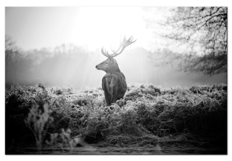 Canvas Print Black and White Deer