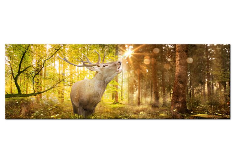 Canvas Print Roar in the Forest (1-piece) - Sunrise Glow and Roaring Deer