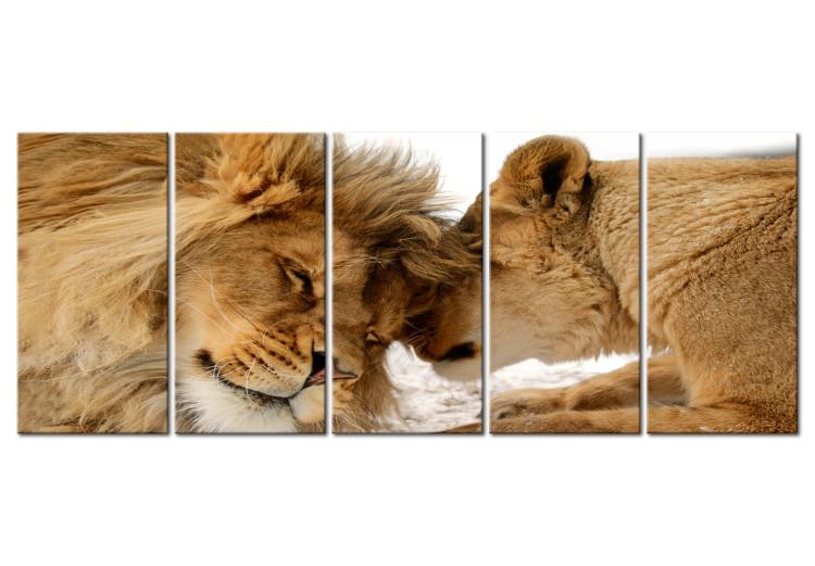 Canvas Print Lion Love (5-piece) - Romantic Kiss of Wild Cats