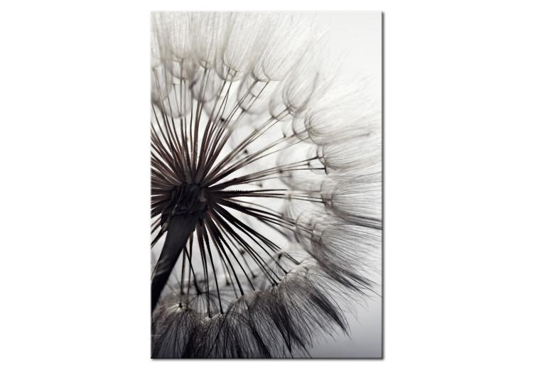 Canvas Print Portrait of a dandelion - close-up of a plant on a gray background