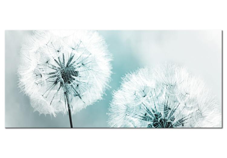 Canvas Print Fluffy Dandelions (1-part) Wide - White Flowers on a Light Background