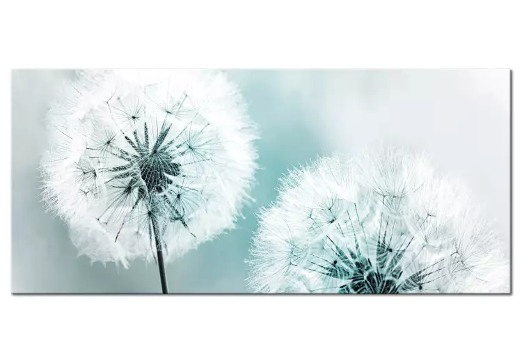 Canvas Print Fluffy Dandelions (1-part) Wide - White Flowers on a Light Background