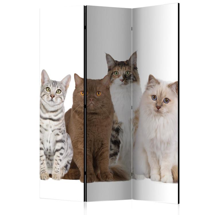 Room Divider Sweet Kittens - white and beige animals on a solid white background