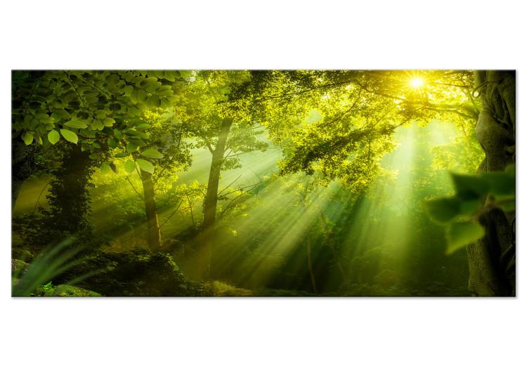 Canvas Print In the Sunlight (1-part) Narrow - Fairy Landscape of Green Forest