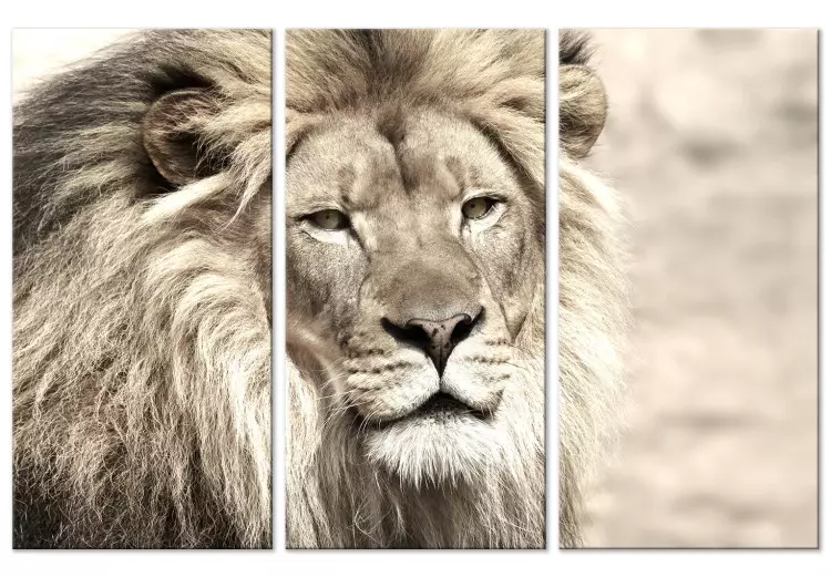 Canvas Print Lion King (3-part) Beige - Lion as Ruler of African Lands