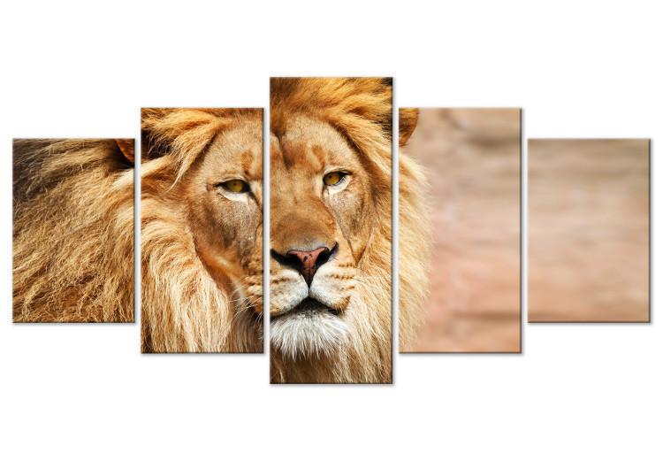 Canvas Print Lion King (5-part) Wide Orange - Exotic Lion