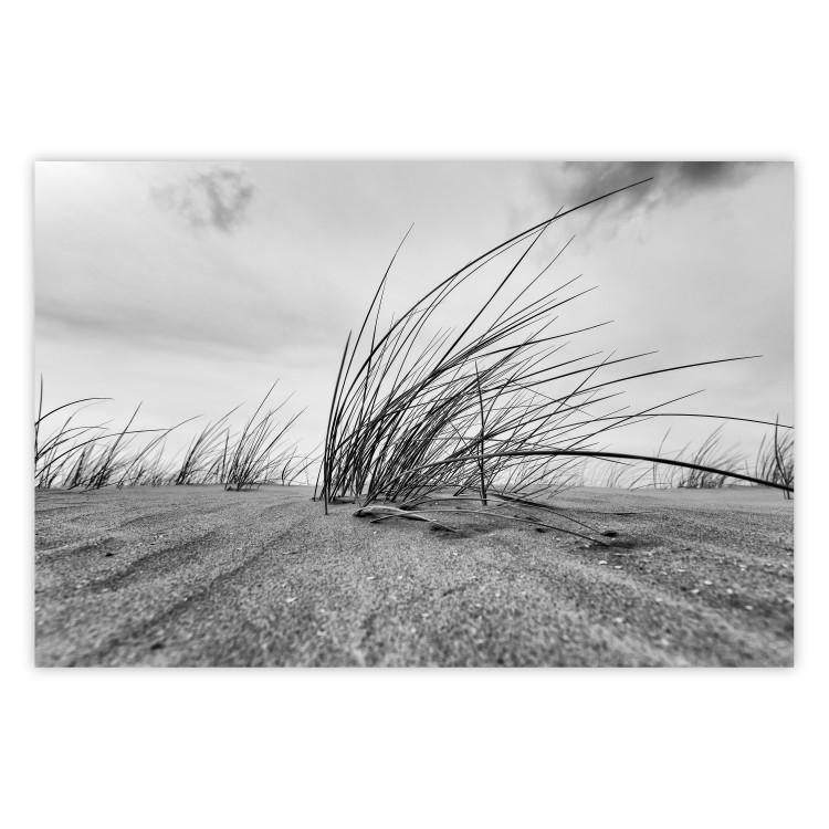 Poster Seaside reeds - black and white landscape with vegetation on sand