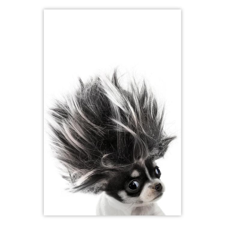 Poster Chihuahua - funny small dog with a fluffy mane on white background