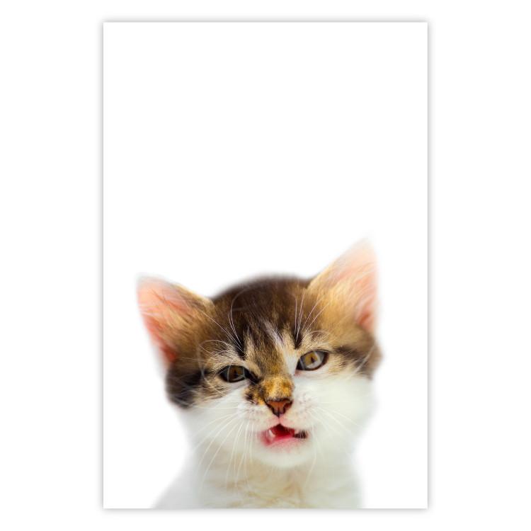 Poster Annoyed cat - white-brown kitten with a funny expression on its face