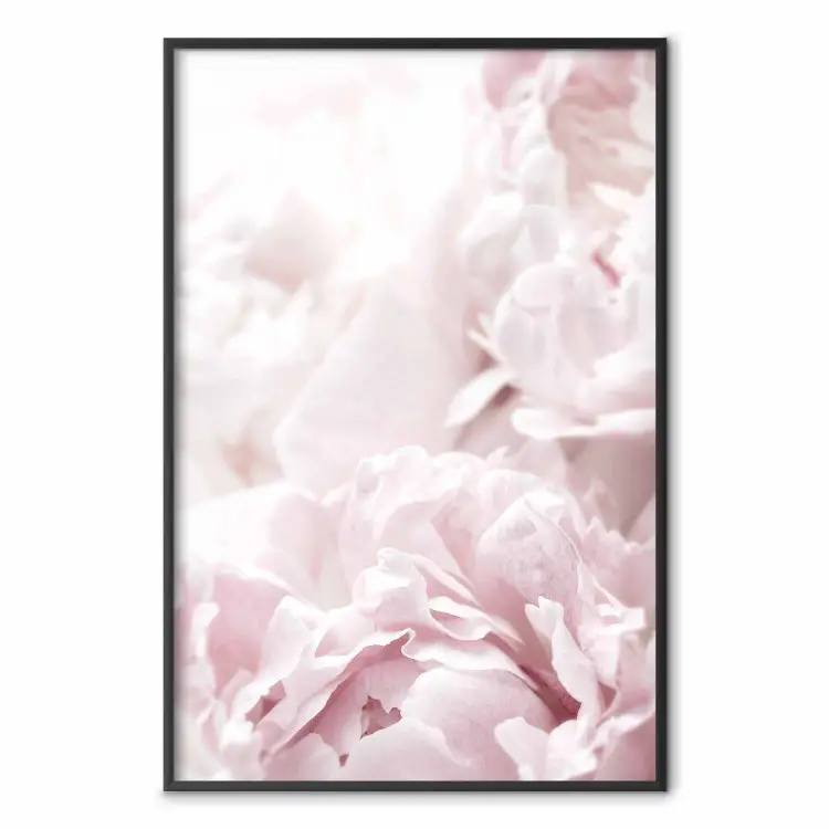 Fluffy peonies - botanical composition with flowers with pink petals