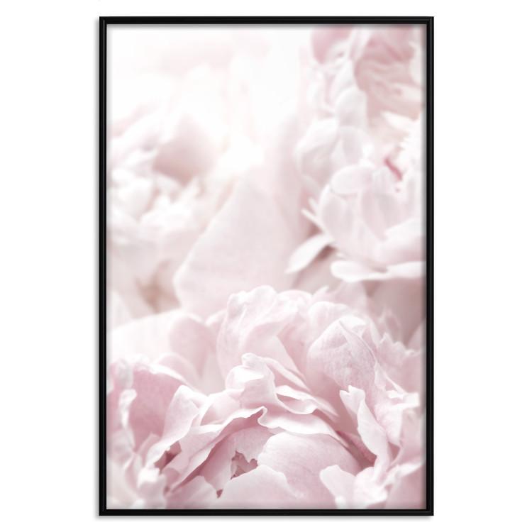 Poster Fluffy Peonies [Poster]