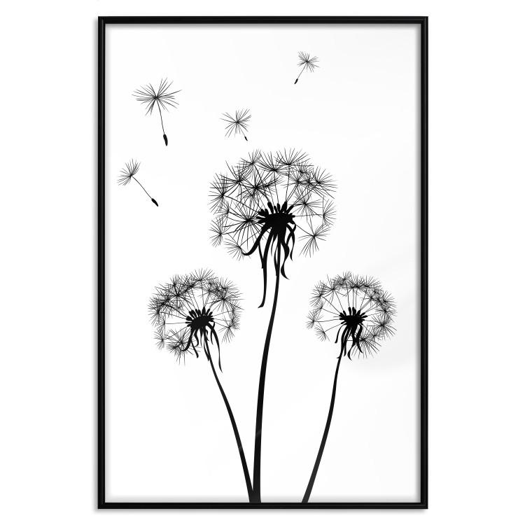 Poster Flying dandelions - black and white composition with three flowers in the wind