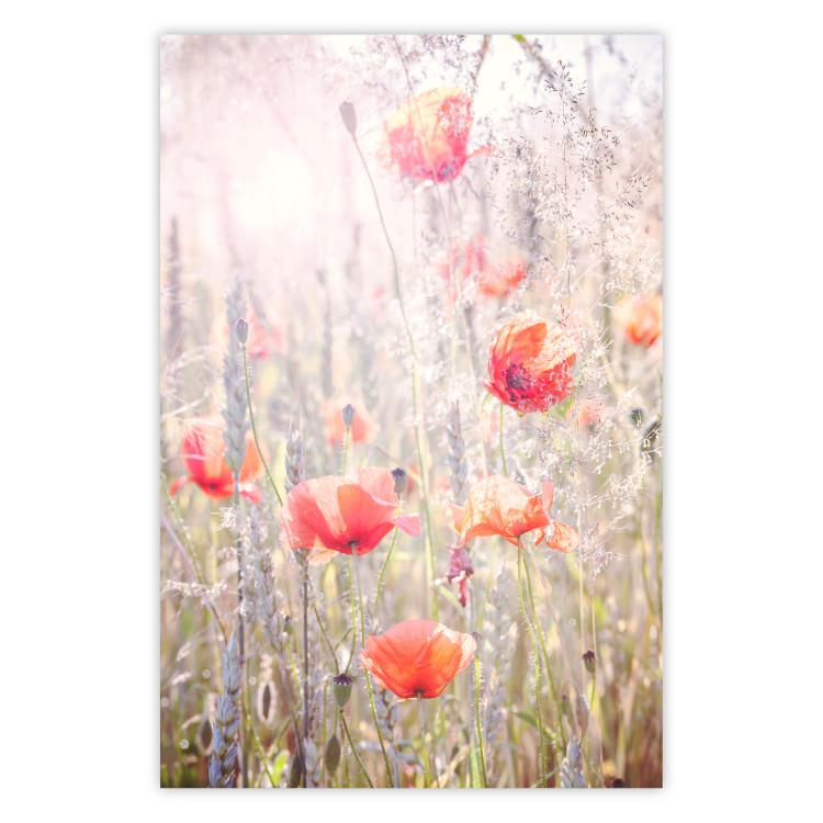 Poster Summer Meadow - colorful composition with red poppies among field flowers