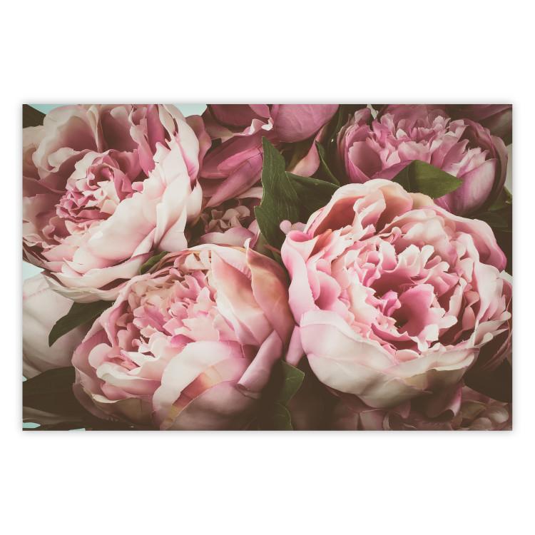 Poster Pink Peonies - floral composition with flowers in pastel colors