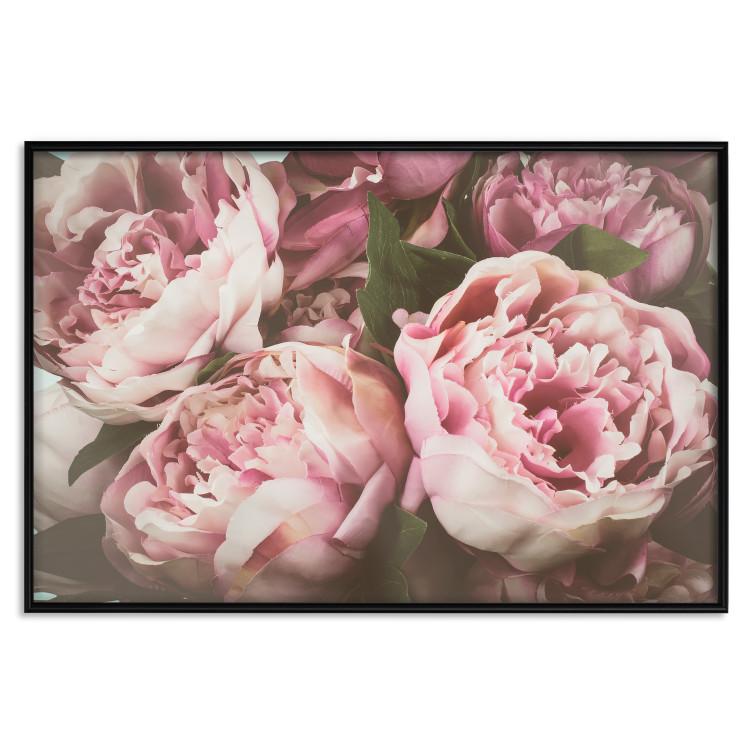 Poster Pink Peonies - floral composition with flowers in pastel colors