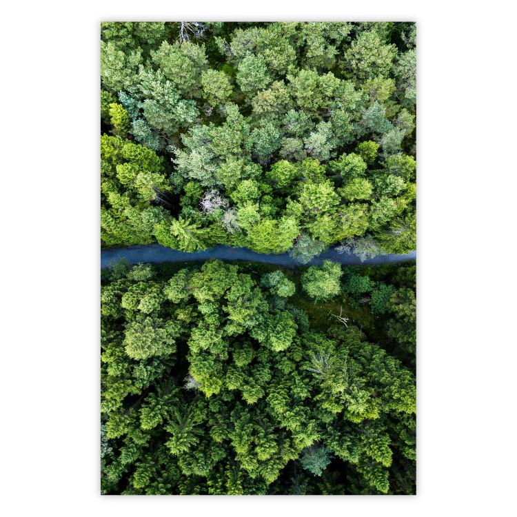 Poster Path through the forest - green landscape of forest trees from a bird's eye view