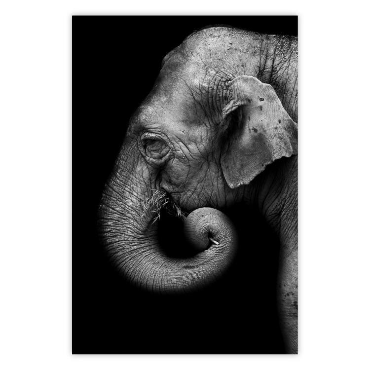 Poster Elephant Portrait - black and white composition with an African animal