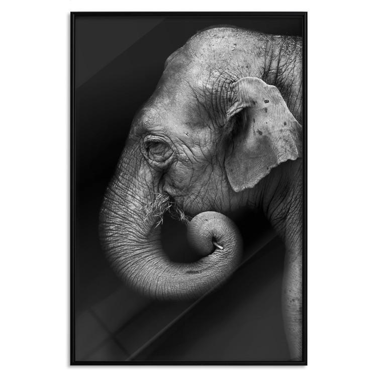 Poster Elephant Portrait - black and white composition with an African animal