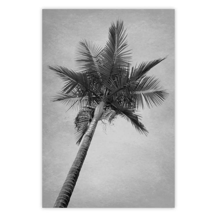 Poster Tall Palm Tree - black and white tropical landscape from a frog's perspective