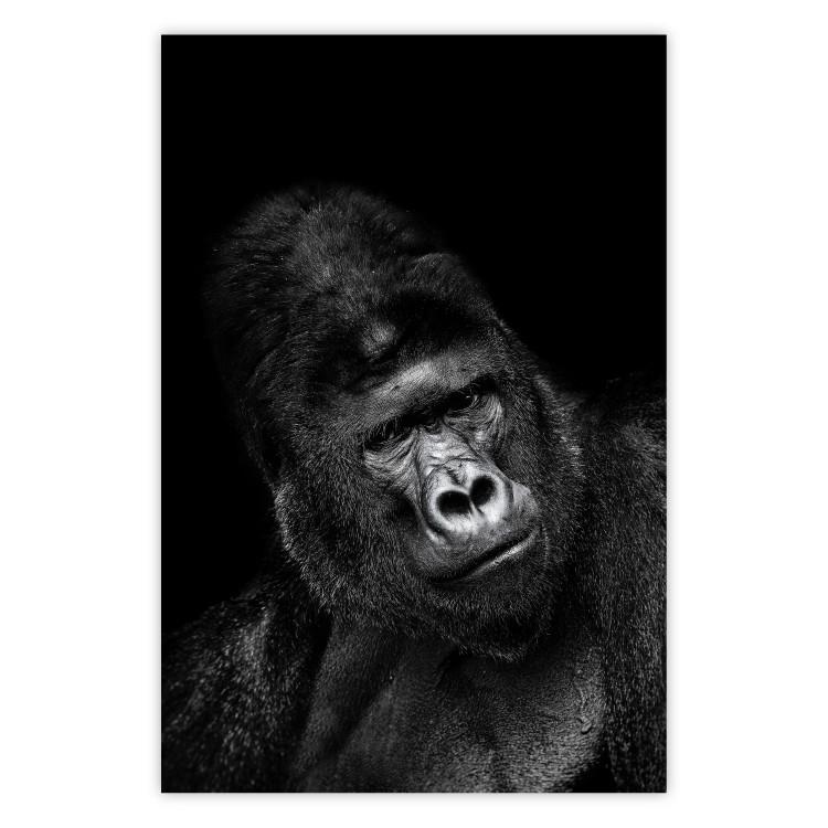 Poster Mountain Gorilla - black and white composition with a portrait of an African ape
