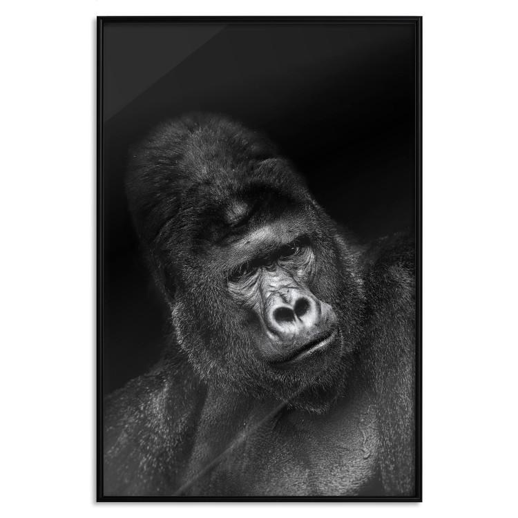 Poster Mountain Gorilla - black and white composition with a portrait of an African ape