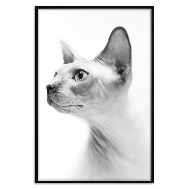Poster Hairless Cat - black and white portrait of a Peterbald cat in profile