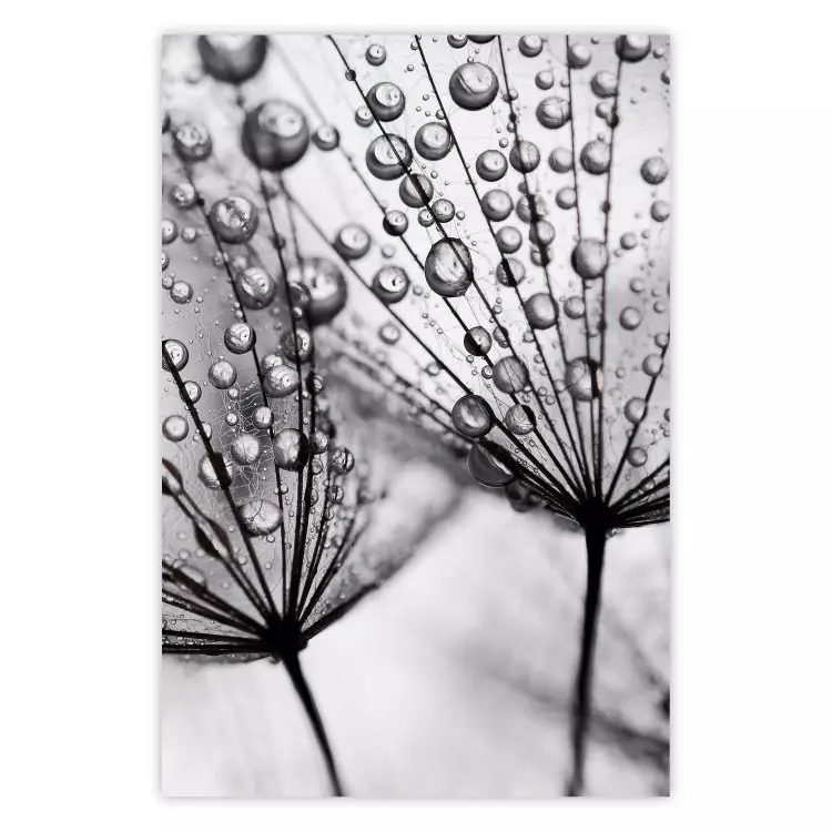 Morning Dew - black and white composition in a dandelion with water drops