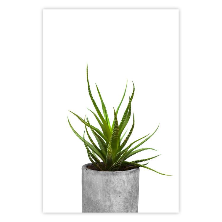 Poster Haworthia - simple composition with a green plant in a concrete pot