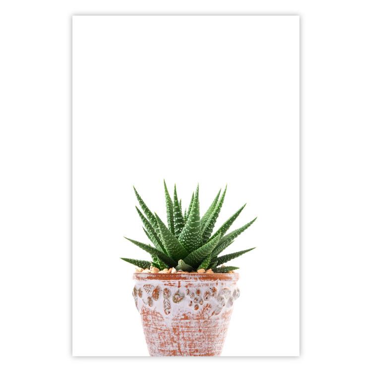 Poster Succulents in Pot - composition with green leaves on a solid background