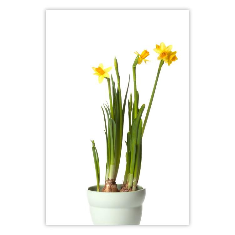 Poster Daffodil - yellow spring flowers in a turquoise pot on a white background