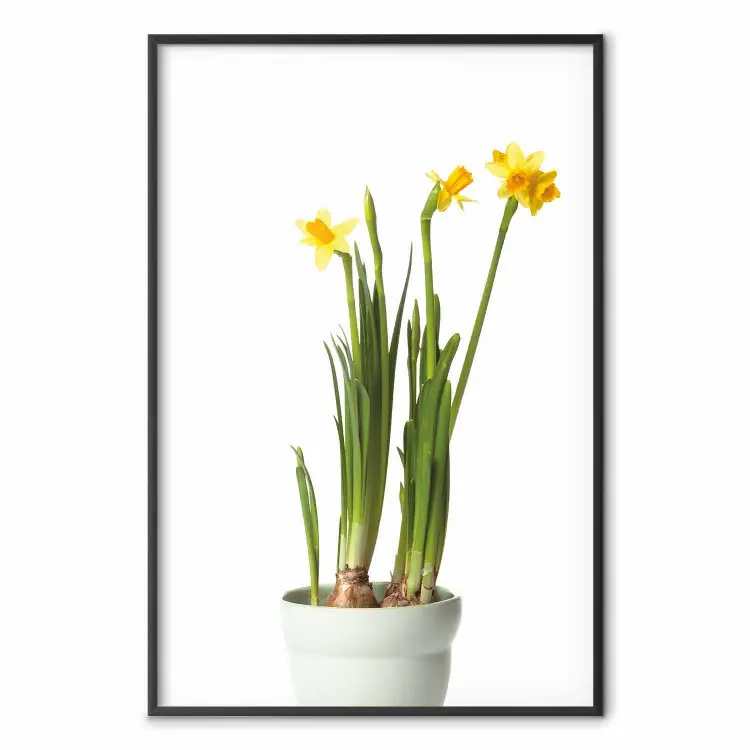 Poster Daffodil - yellow spring flowers in a turquoise pot on a white ...