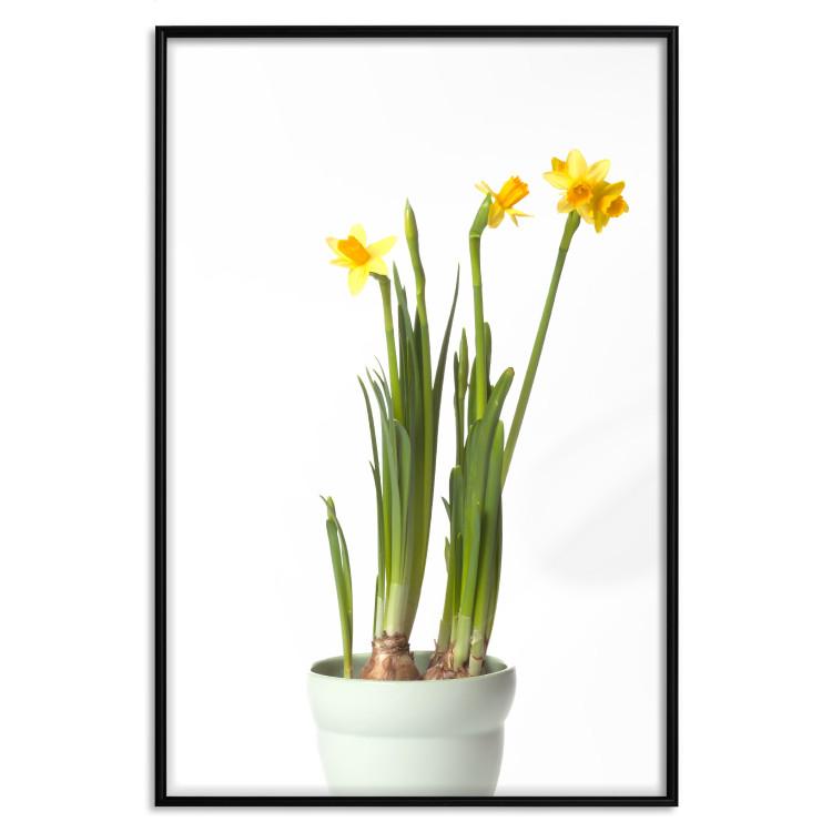 Poster Narcissus [Poster]