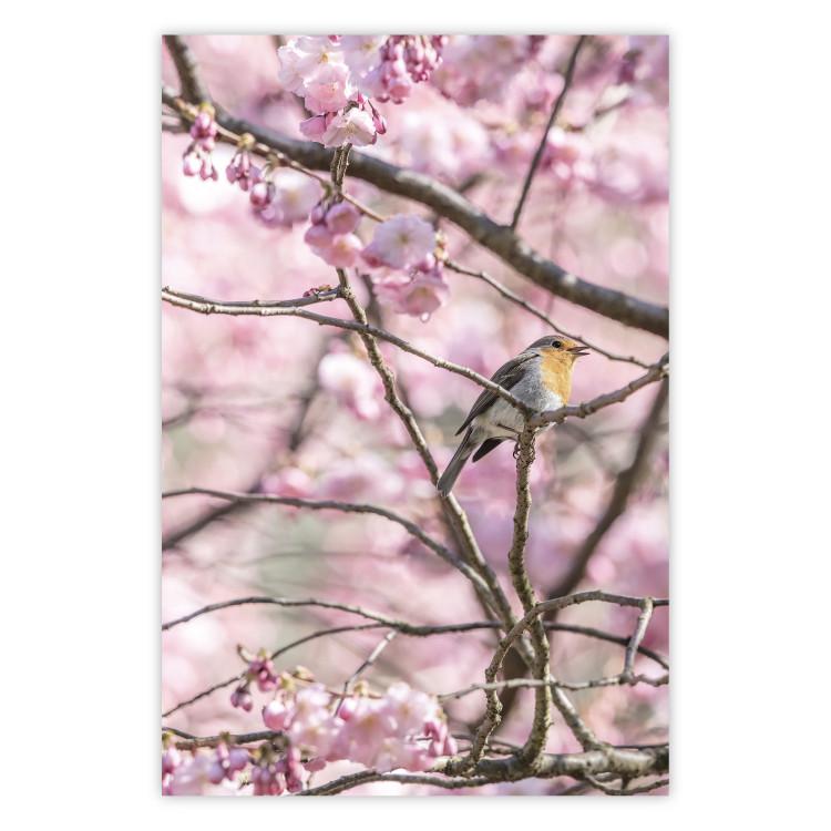 Poster Robin on Tree - small bird among branches and pink apple blossoms