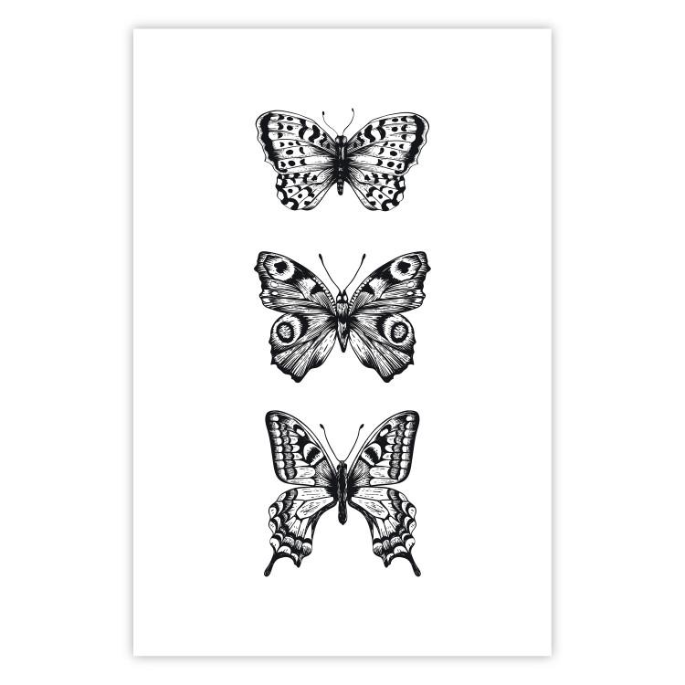 Poster Three Different Butterflies - simple black and white composition with winged insects