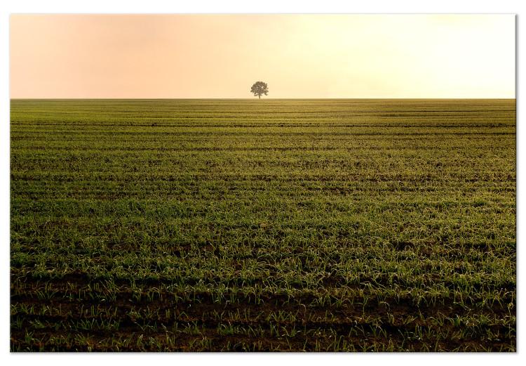 Canvas Print Endless fields - a minimalist landscape with a tree in the morning