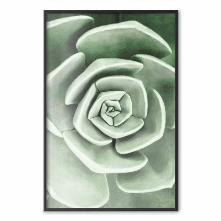 Beautiful Succulent - Scandinavian plant composition with green leaves
