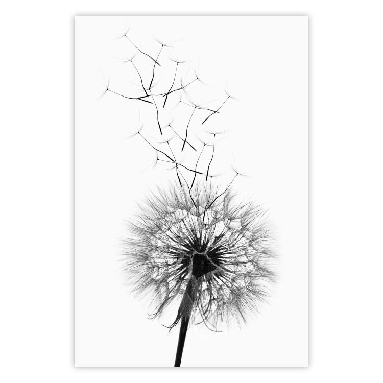 Poster Dandelion - black and white composition with delicate flower in the wind