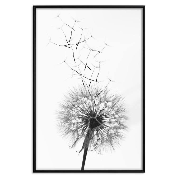 Poster Dandelion - black and white composition with delicate flower in the wind