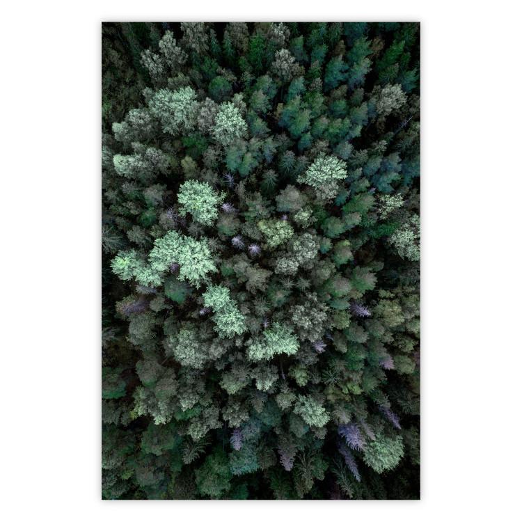 Poster Flight Over the Forest - composition with coniferous trees seen from above