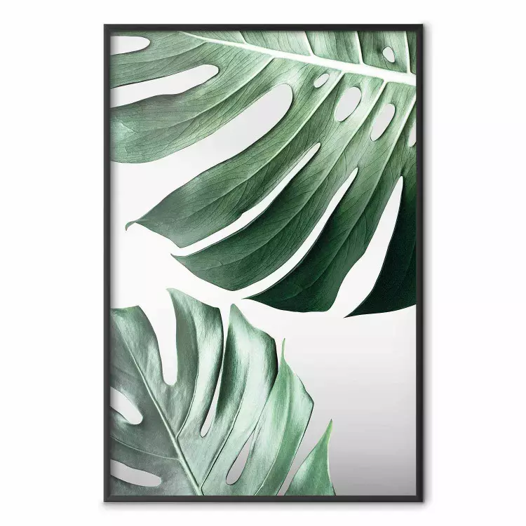 Monstera Leaves - composition with green tropical plants on a white background