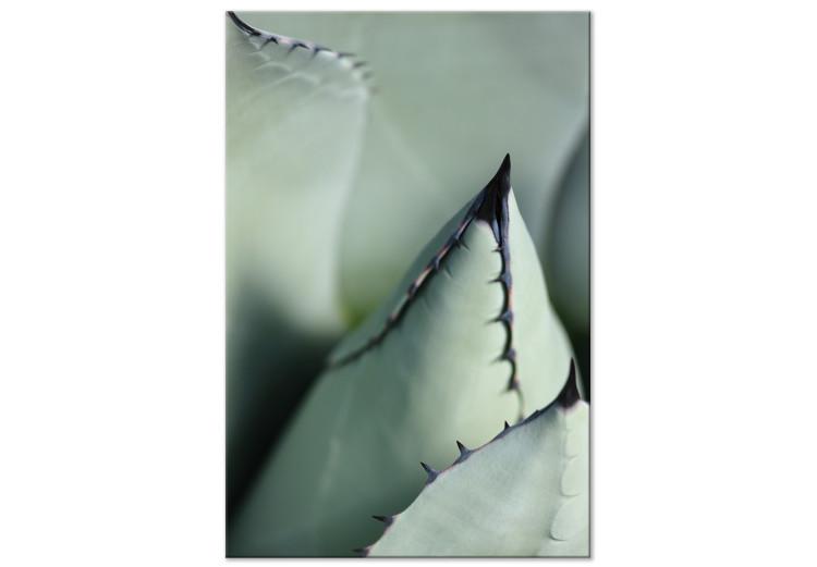 Canvas Print Green succulent - a close-up of a prickly element of nature