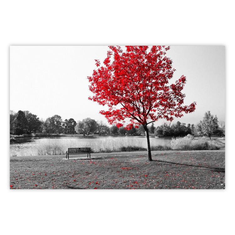 Poster Tree with Red Leaves - black and white landscape of a lake in the park