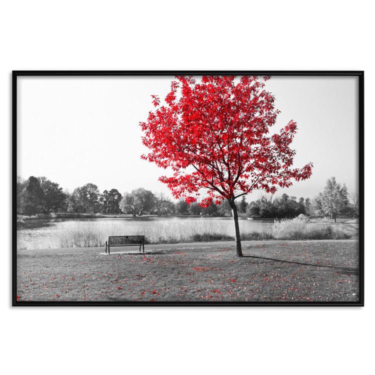 Poster Tree with Red Leaves - black and white landscape of a lake in the park