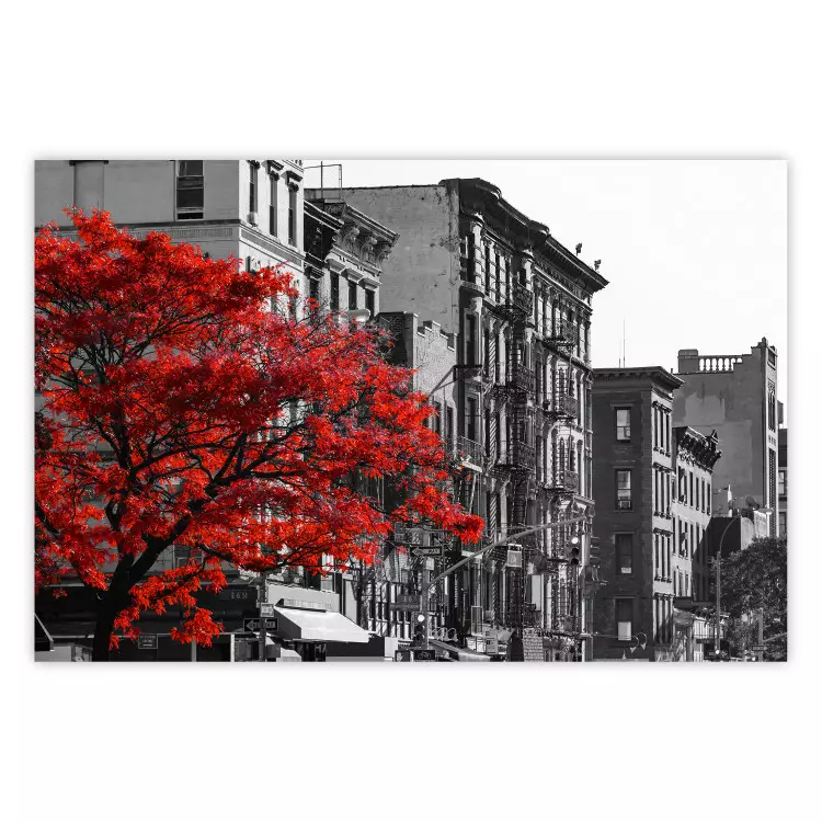 Autumn in New York - black and white urban landscape with a red tree