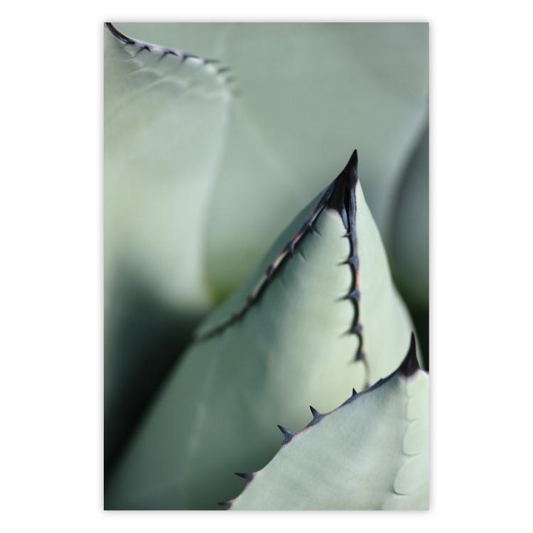 Poster Green Thorns - composition with succulent leaves in a cyan color