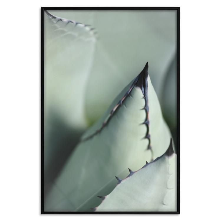 Poster Green Thorns - composition with succulent leaves in a cyan color