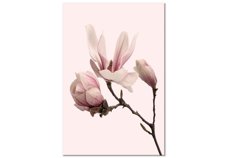 Canvas Print Symbol of Spring (1-part) - Pink Magnolia Bloom in Nature's Hue