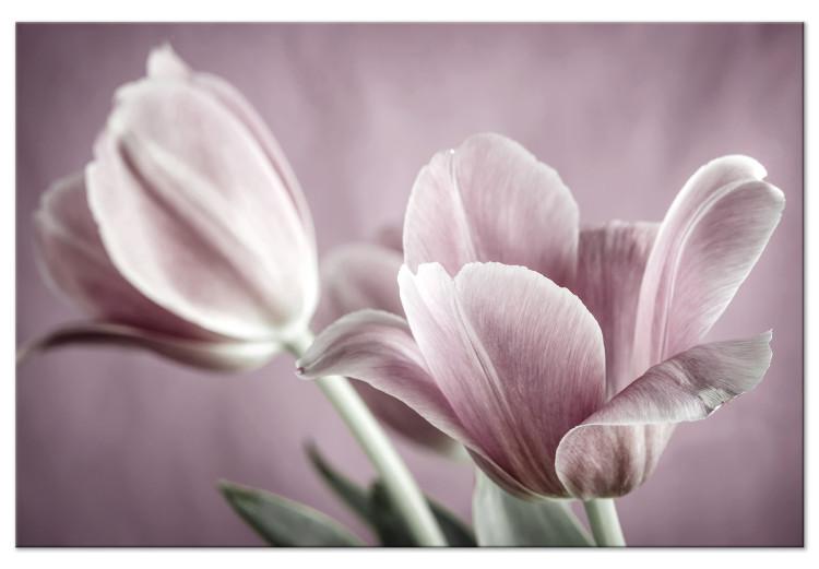 Canvas Print Tulip Nature (1-part) - Pink Flower in Springtime