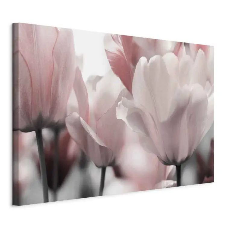 Spring Petals - Tulip Flower in Pink Hue