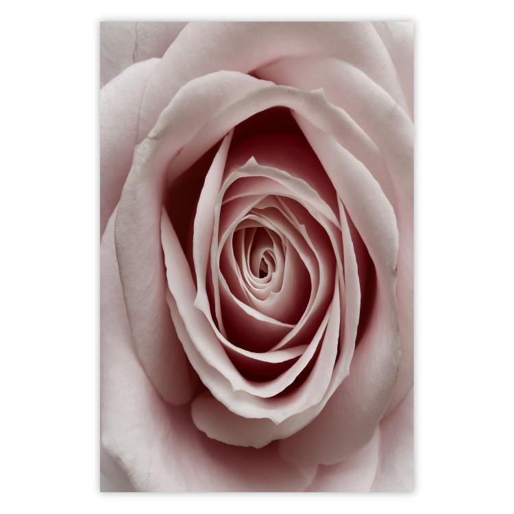 Poster Pastel Rose - composition with a flower with delicate pink petals